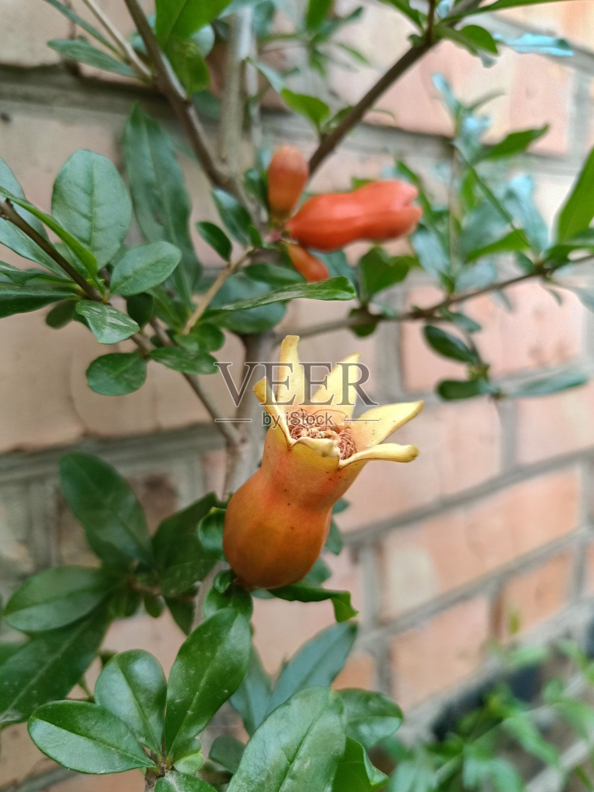 石榴树花朵，初果已结照片摄影图片