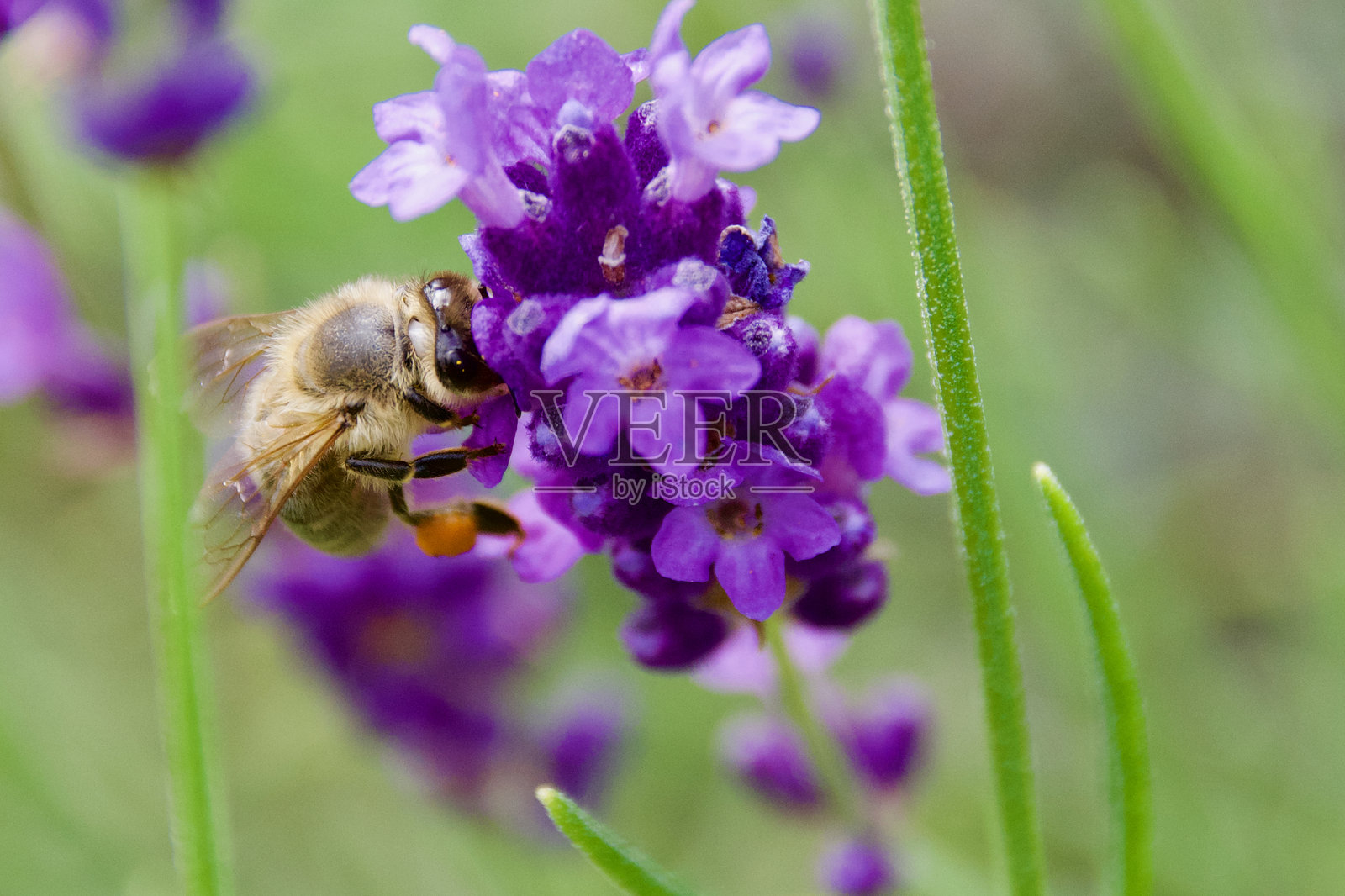 蜜蜂采集花蜜照片摄影图片