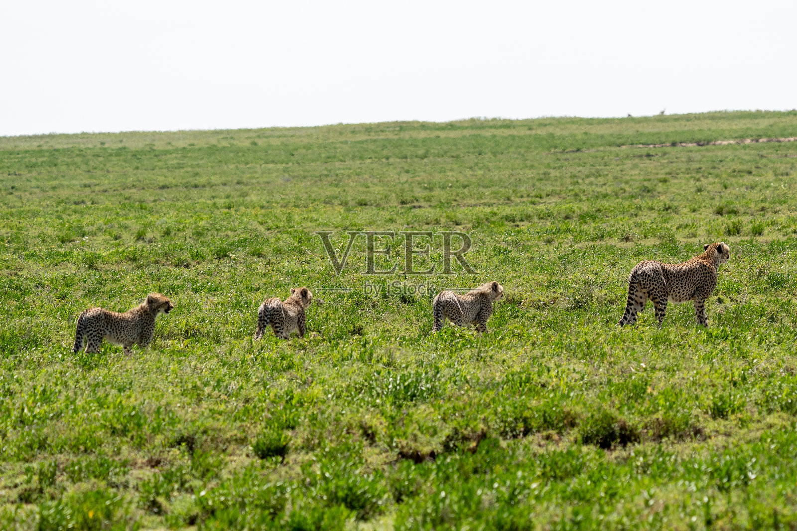 猎豹母亲与幼崽在草原上探险照片摄影图片