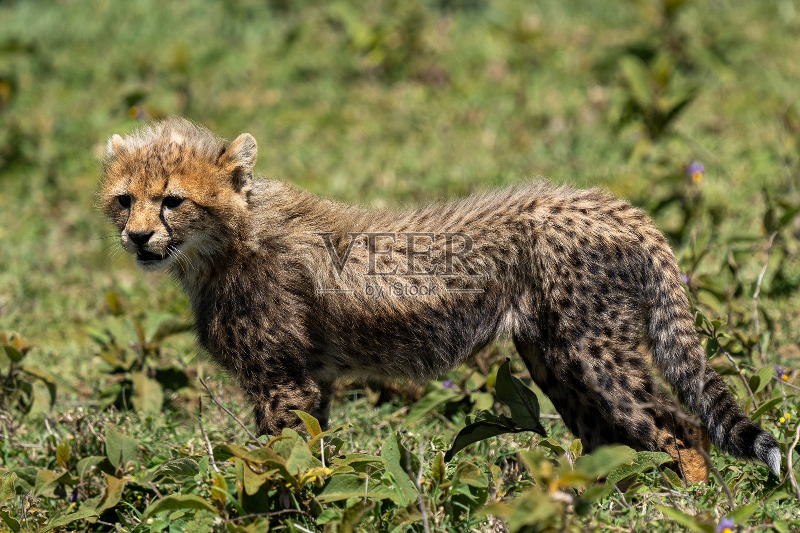 年轻的猎豹幼崽在草原上探险照片摄影图片