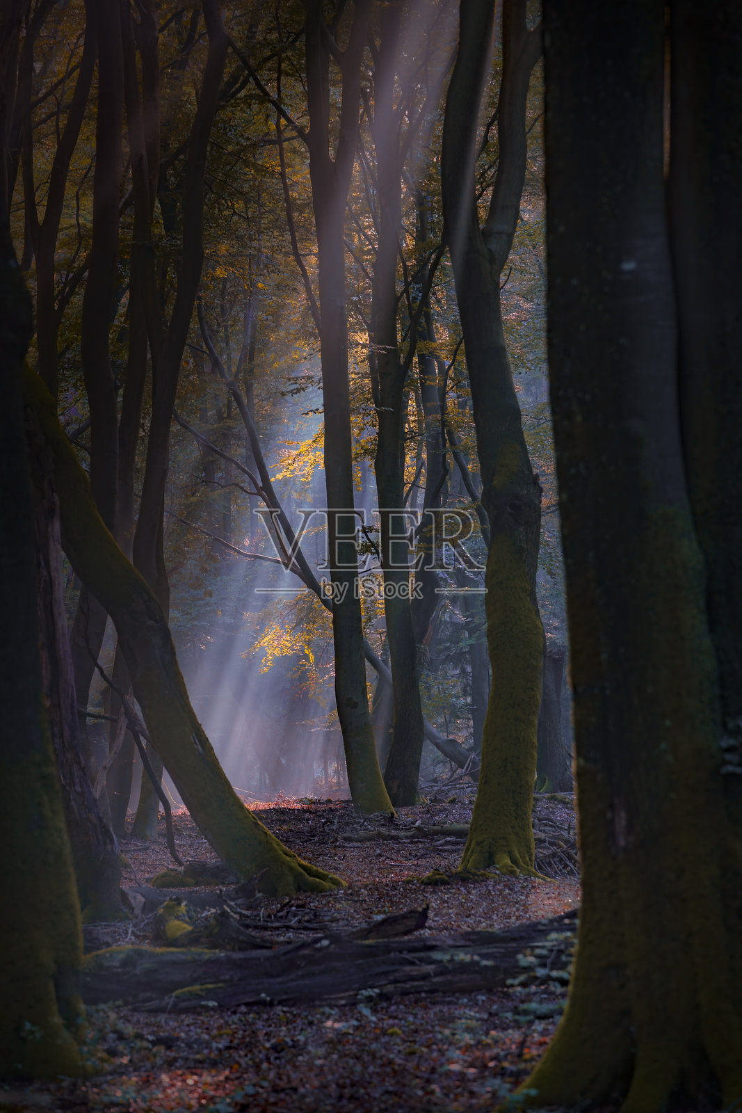 黑暗森林中的神奇阳光射线照片摄影图片