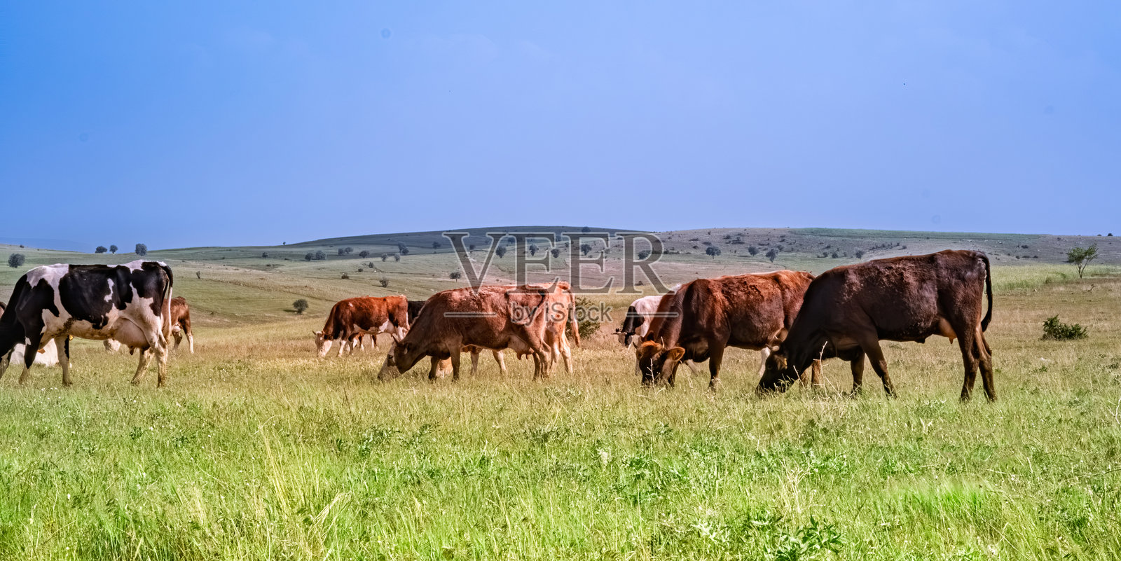 宁静的乡村风景，几头牛在安静地吃草。照片摄影图片