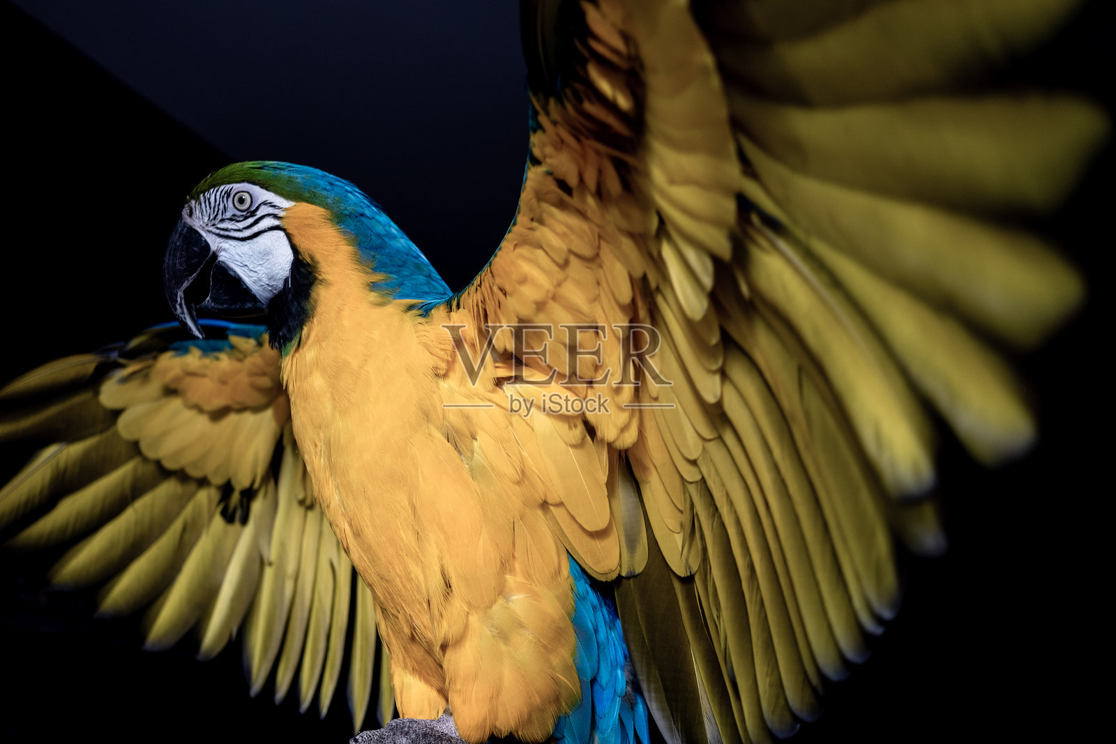 蓝金刚鹦鹉。鹦鹉肖像照片摄影图片