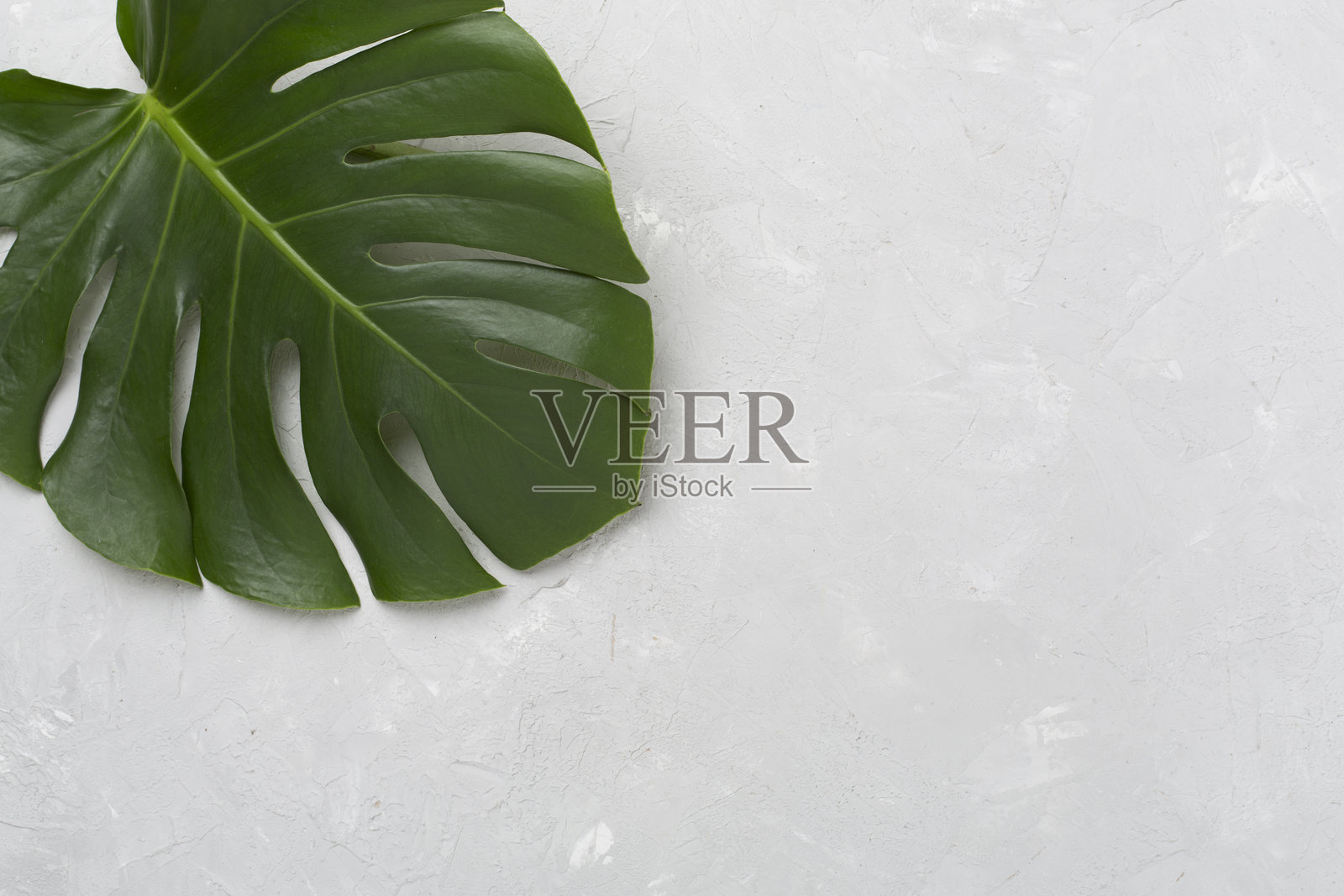 混凝土背景上的龟背竹叶，俯视图照片摄影图片