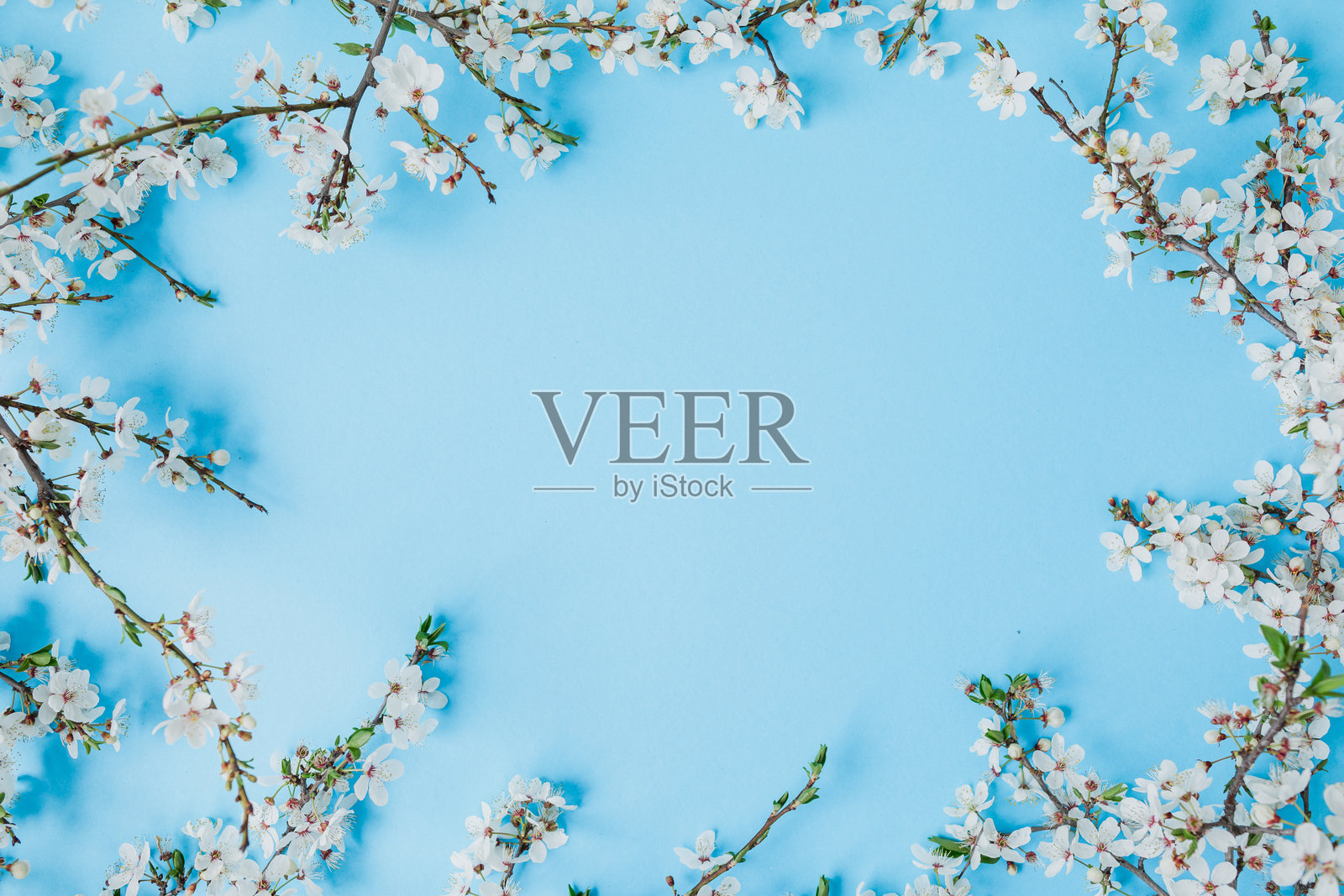 蓝色背景上的花枝。平铺，俯视图。春天的白色花朵。照片摄影图片