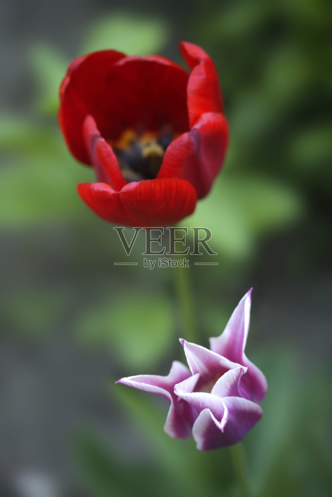 自然背景上的五彩缤纷的花朵照片摄影图片