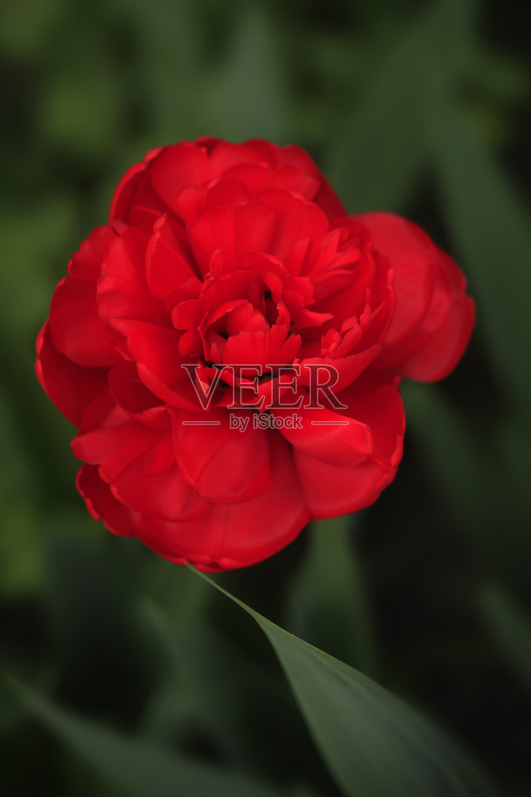 自然背景上的五彩缤纷的花朵照片摄影图片