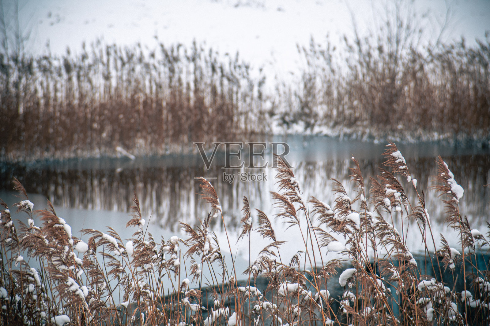 公共公园中的冰冻湖泊，干枯的黄色芦苇在雪堤上。湖面上的干枯芦苇与雪和冰。照片摄影图片