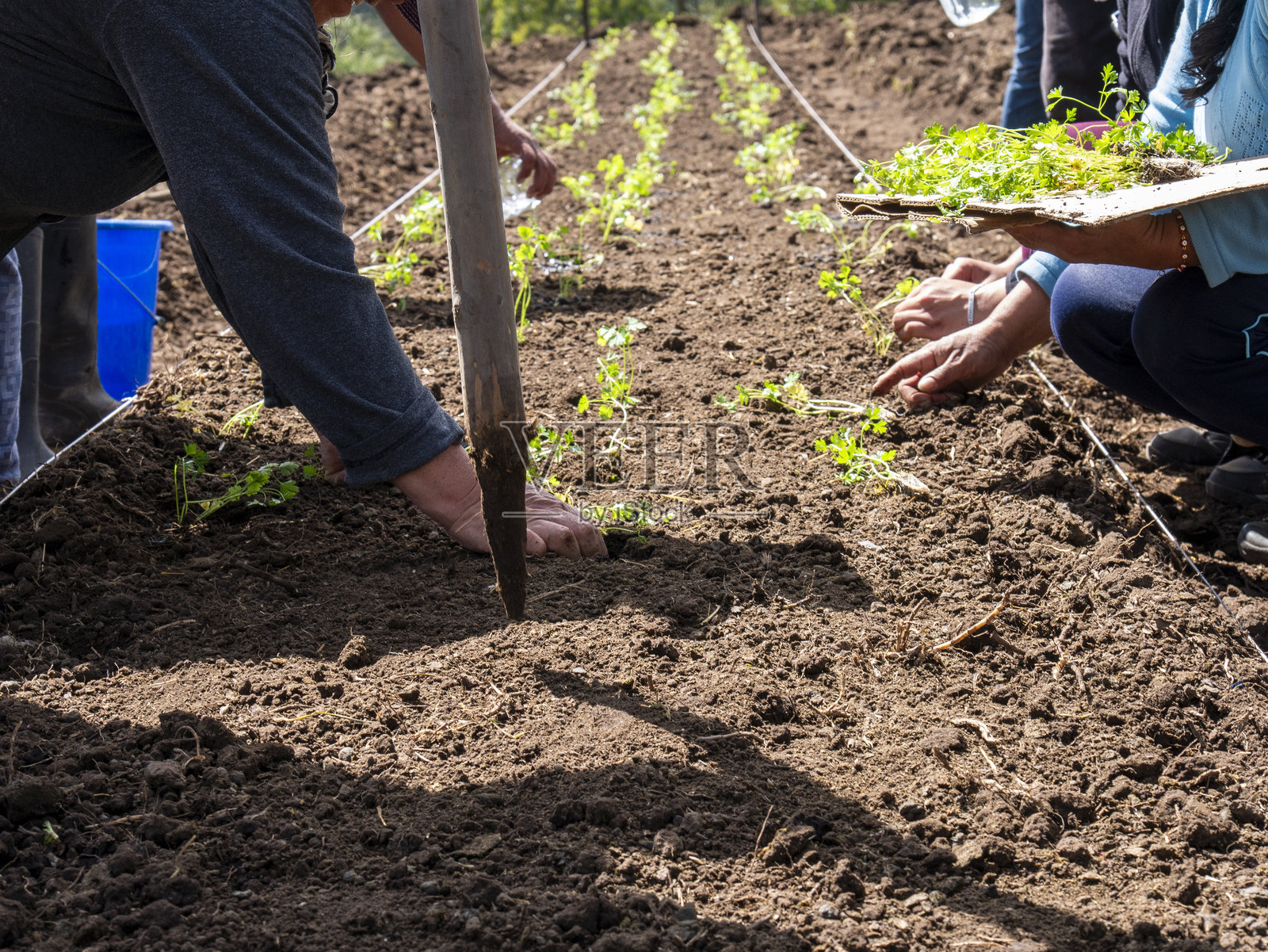 当地农民在乡村环境中准备幼苗、土壤和种植作物以进行耕作照片摄影图片