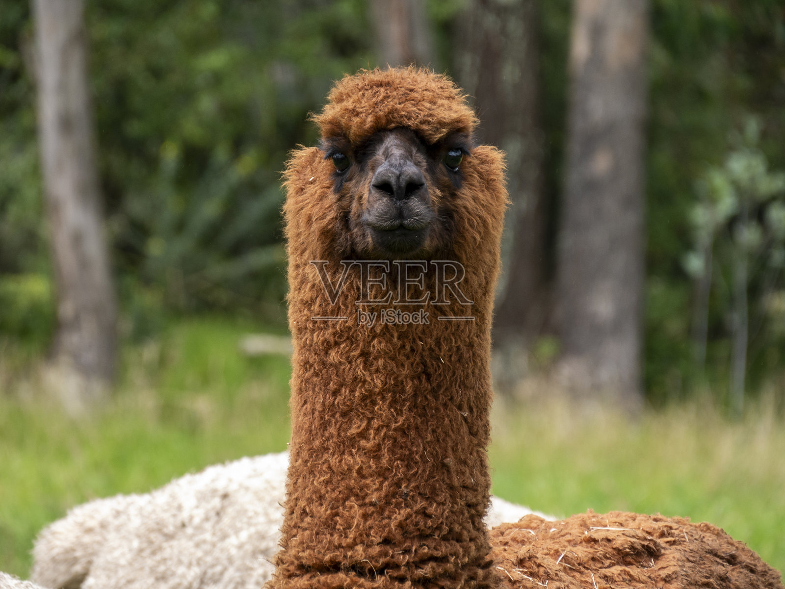 农村风景中的棕色骆驼：安第斯自然联系照片摄影图片