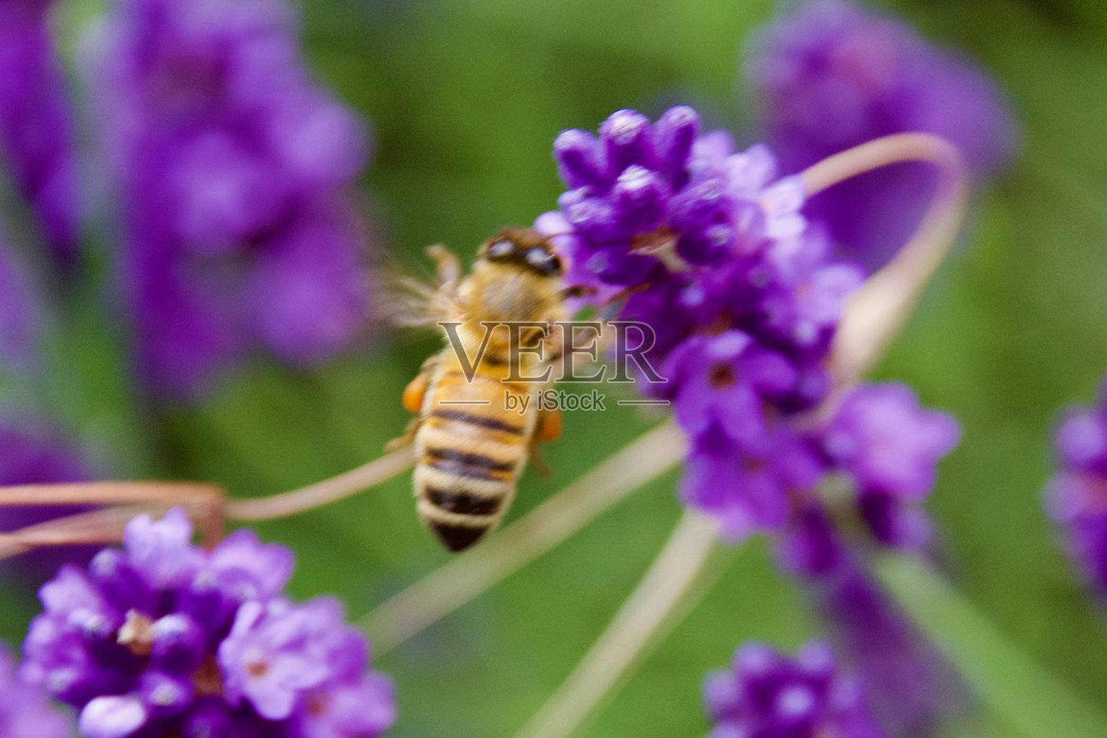 一只蜜蜂在鲜艳的紫色薰衣草附近盘旋照片摄影图片