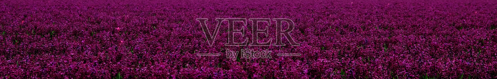 荷兰春季花田，盛开的紫色风信子。横幅。花卉背景。照片摄影图片