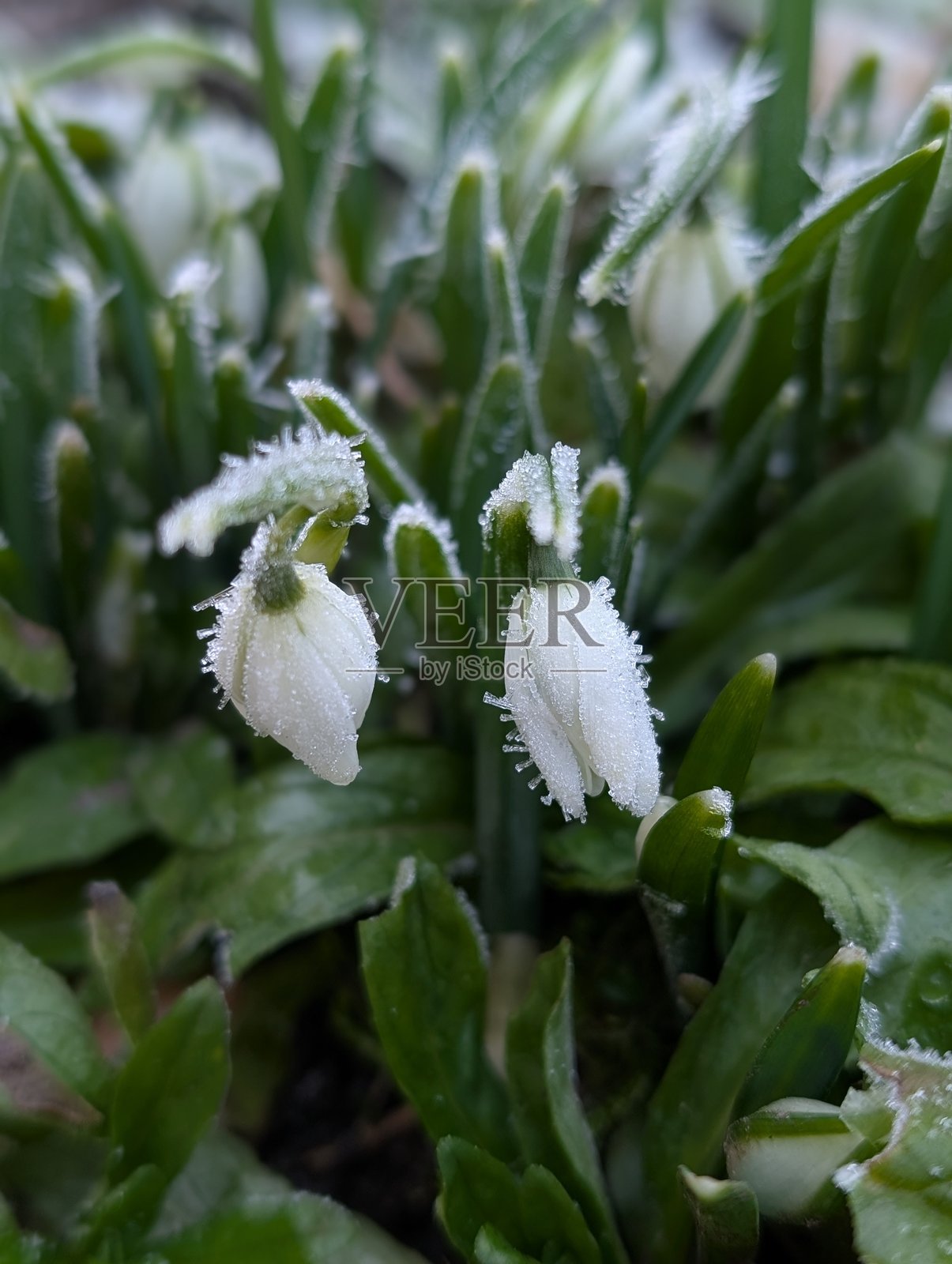被霜覆盖的雪花莲花照片摄影图片