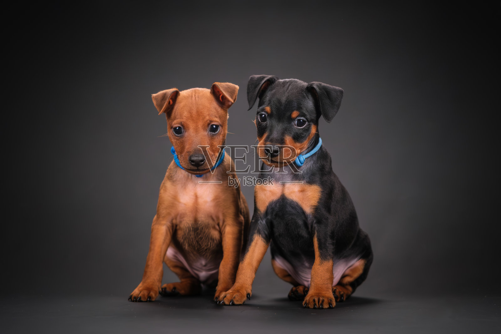 迷你杜宾犬小狗排成一排坐在黑色背景上。照片摄影图片