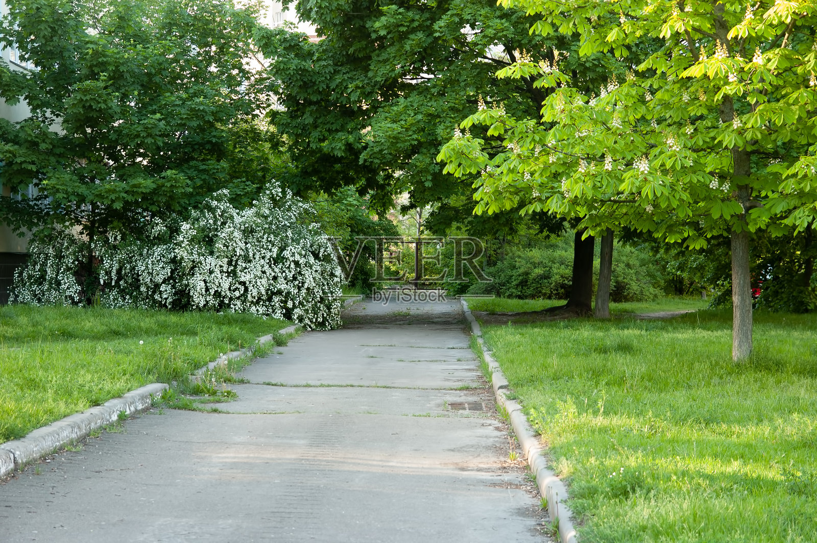 一条沥青道路延伸至远方的锁闭大门。两旁是绿草、开花的栗子树和灌木丛。照片摄影图片