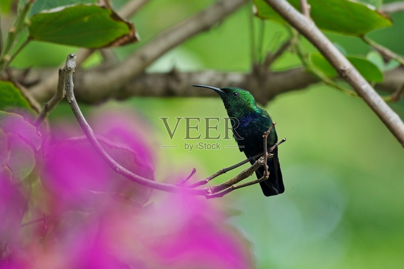 安提瓜冠蜂鸟 01照片摄影图片
