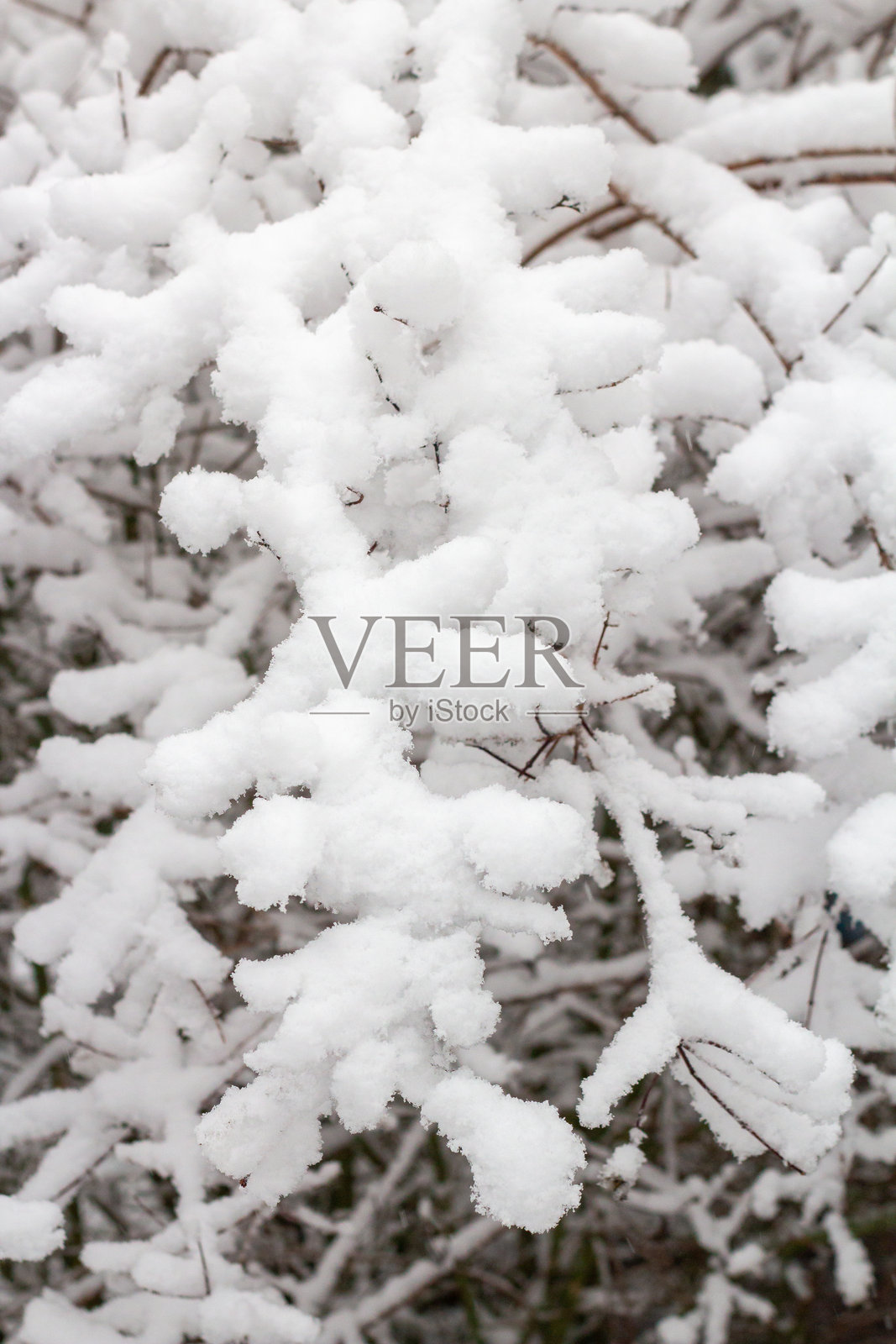 冬季雪景，树木被白雪覆盖。城市公园中的树木和灌木在雪中。照片摄影图片