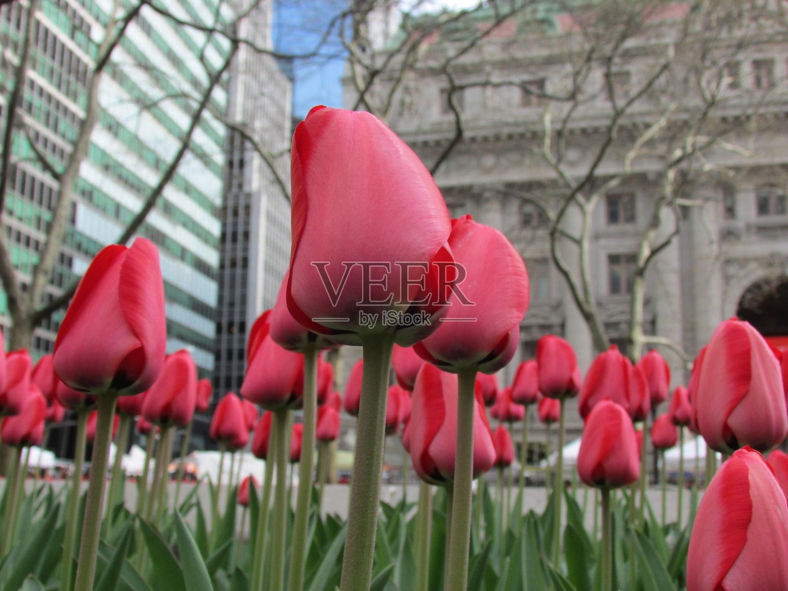 纽约花园中的郁金香照片摄影图片