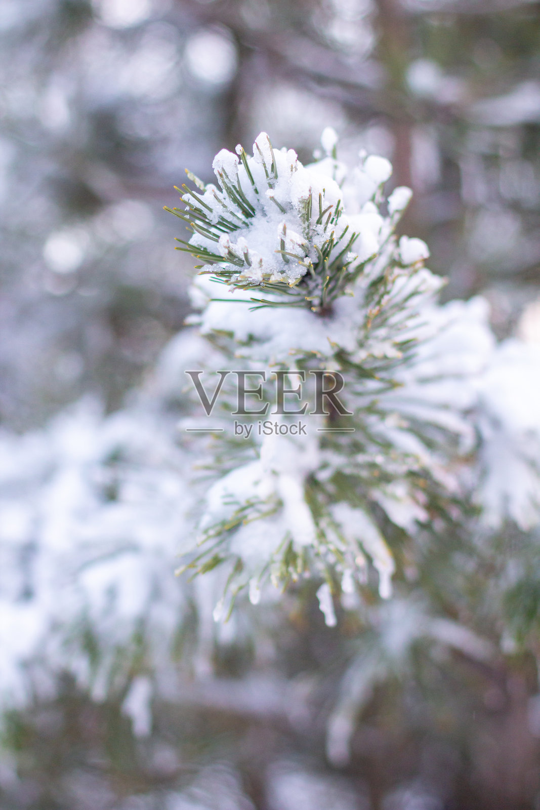 日落时分的雪覆盖树枝。雪白的森林。照片摄影图片