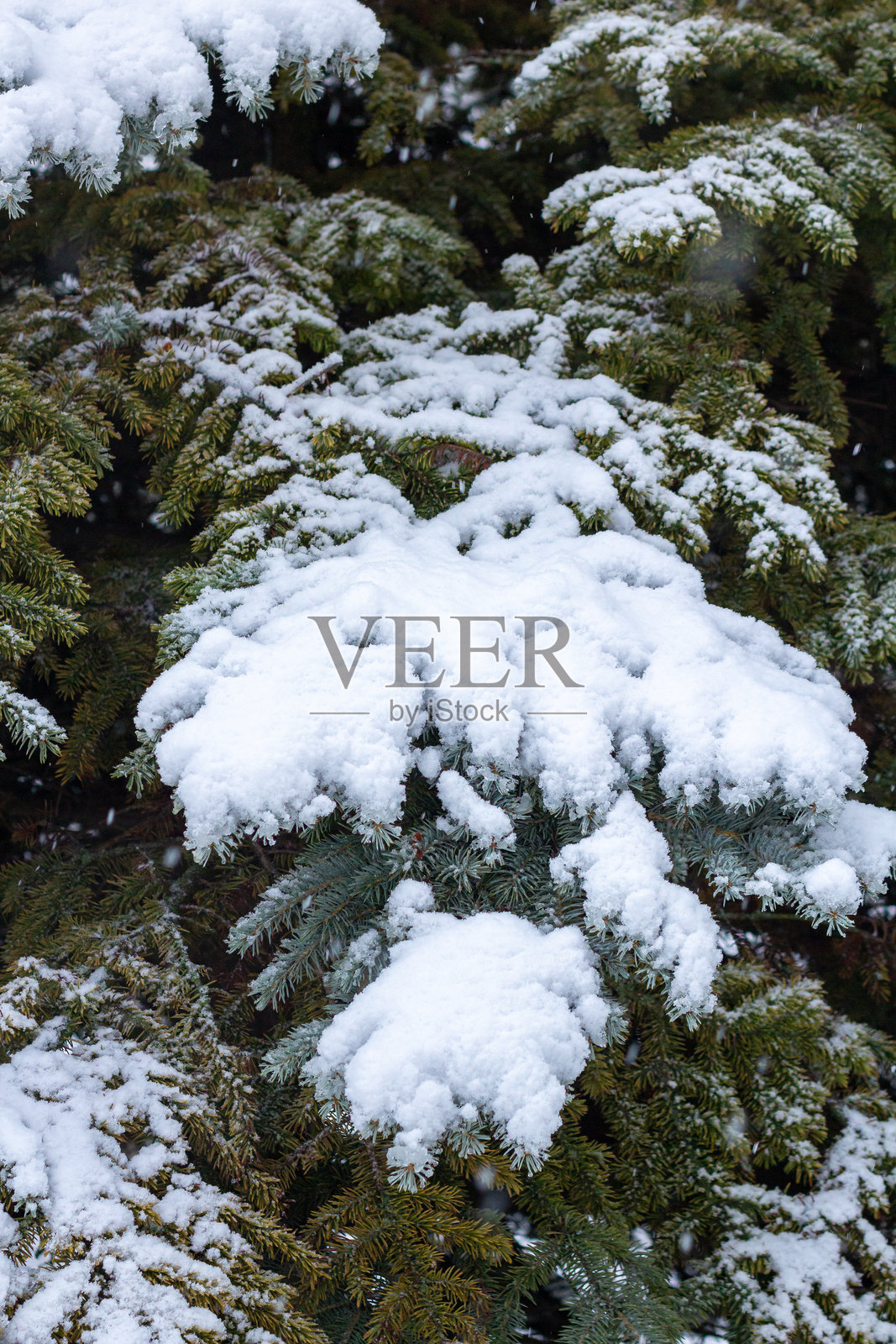 日落时分的雪覆盖树枝。雪白的森林。照片摄影图片