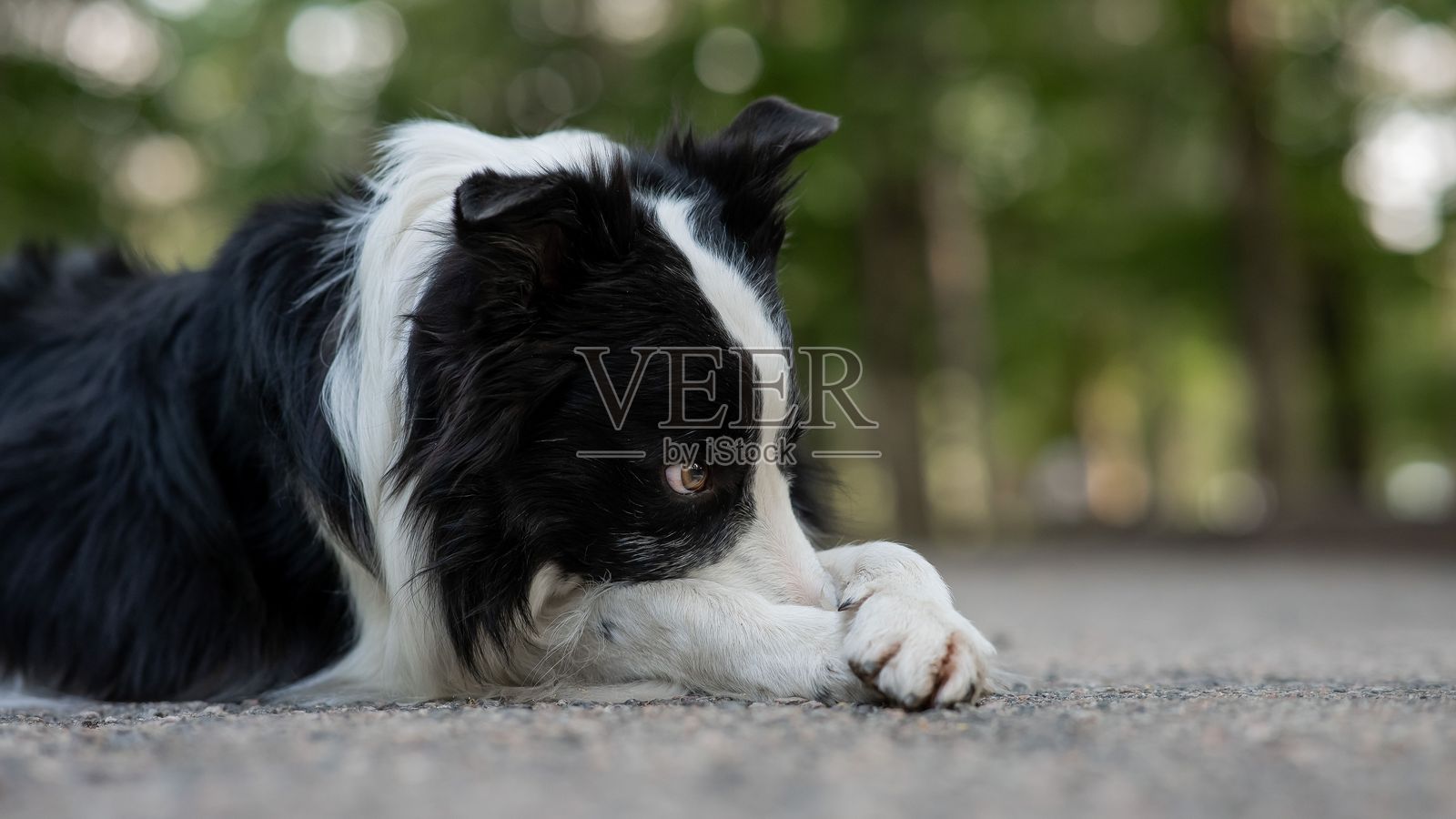 边境牧羊犬在户外锻炼。照片摄影图片