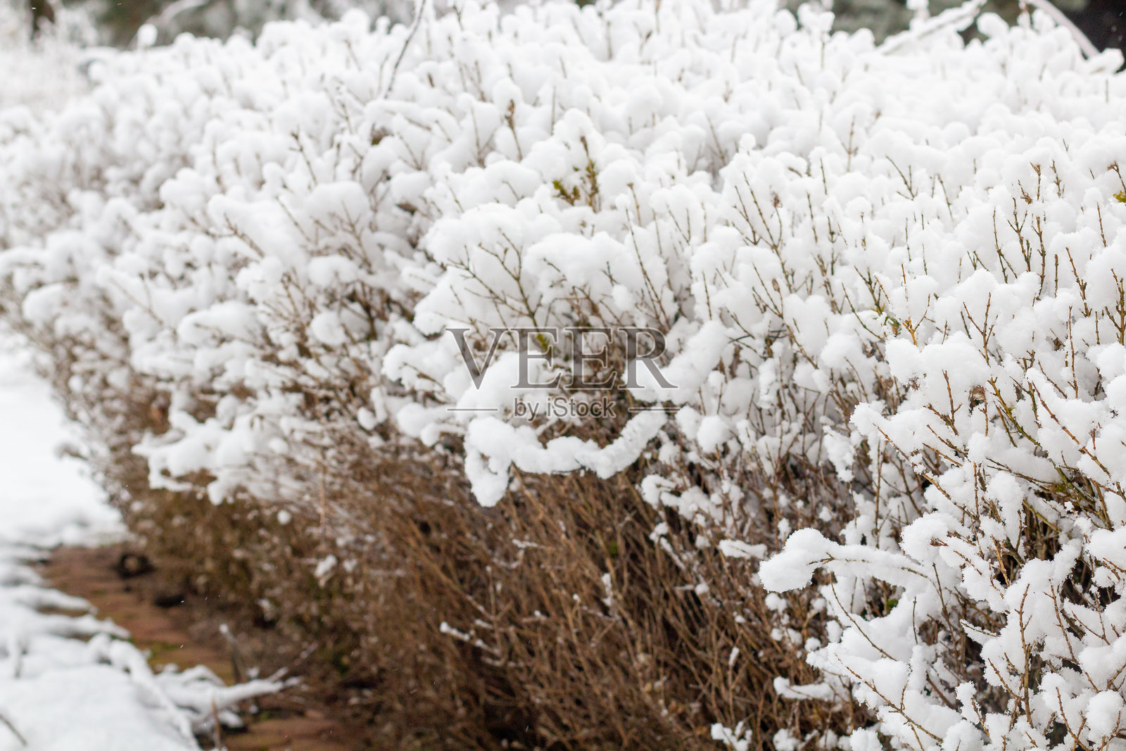 冬季雪景，树木被白雪覆盖。城市公园中的树木和灌木在雪中。照片摄影图片