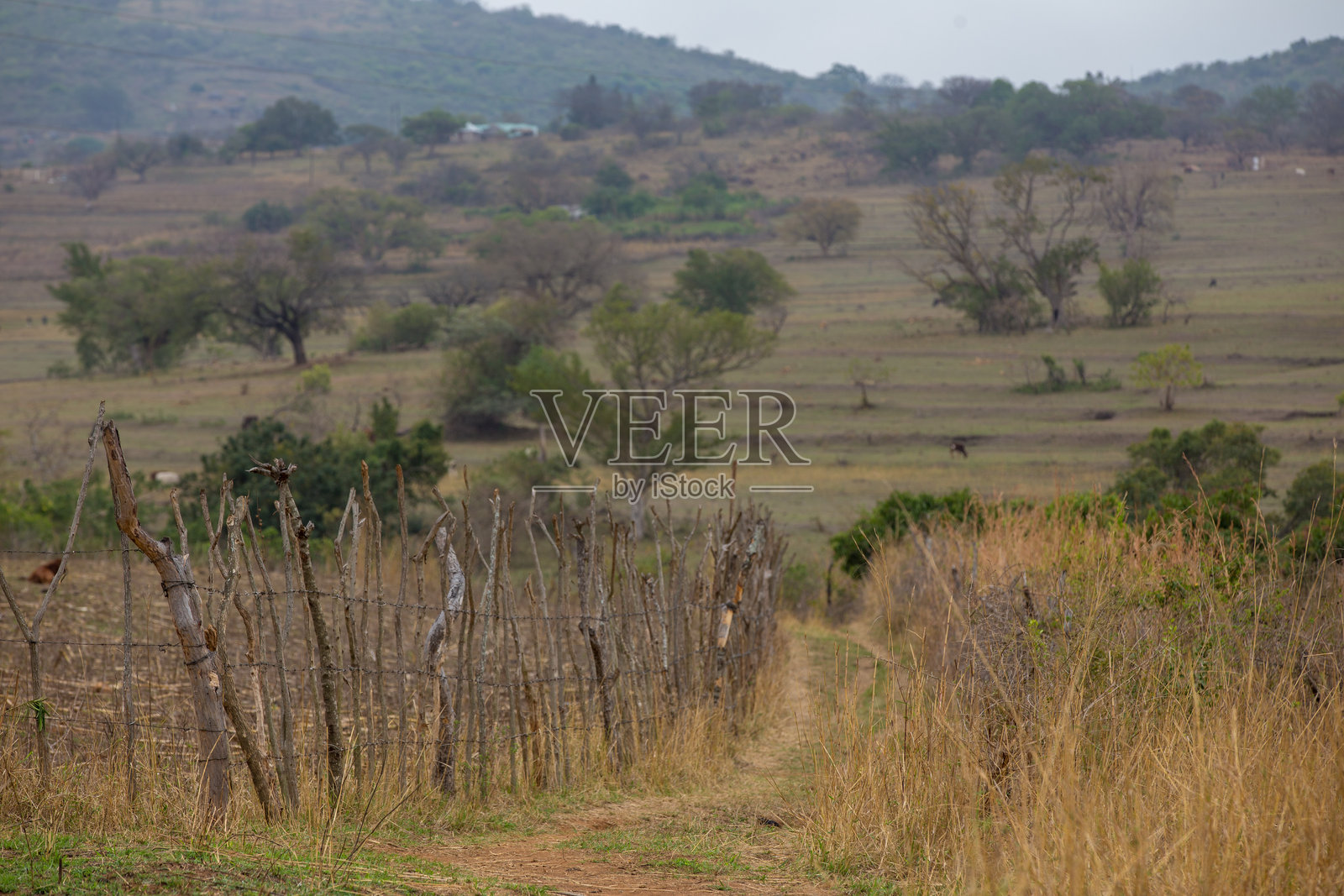 埃斯瓦蒂尼希谢尔维尼地区的乡村风景照片摄影图片