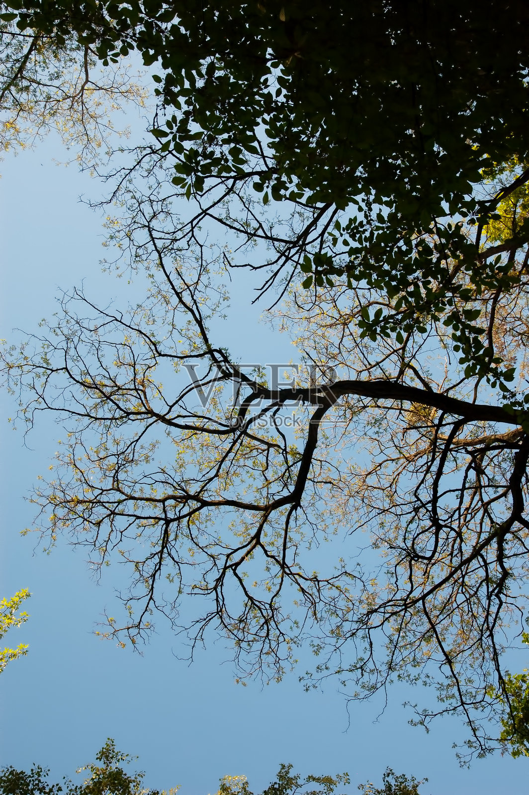 一根扭曲的老树枝上长着细小的叶子，映衬着天空。照片摄影图片
