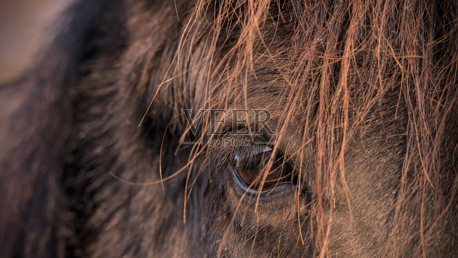 棕色冰岛马的眼睛特写。选择性对焦。照片摄影图片