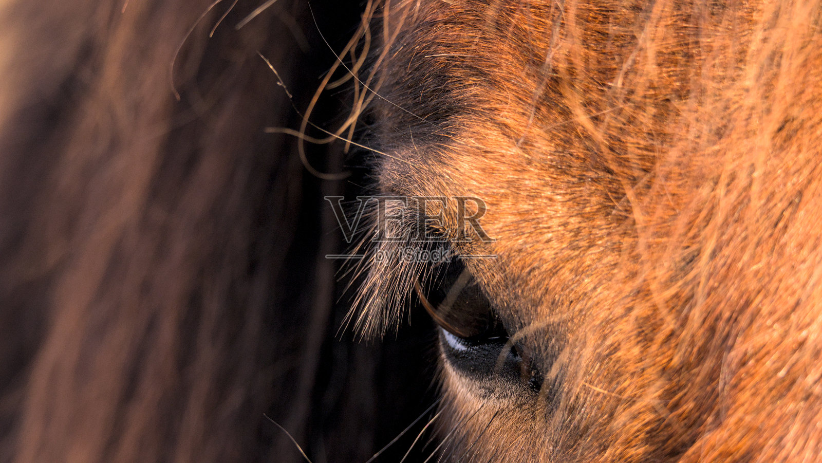 棕色冰岛马的眼睛特写。选择性对焦。照片摄影图片
