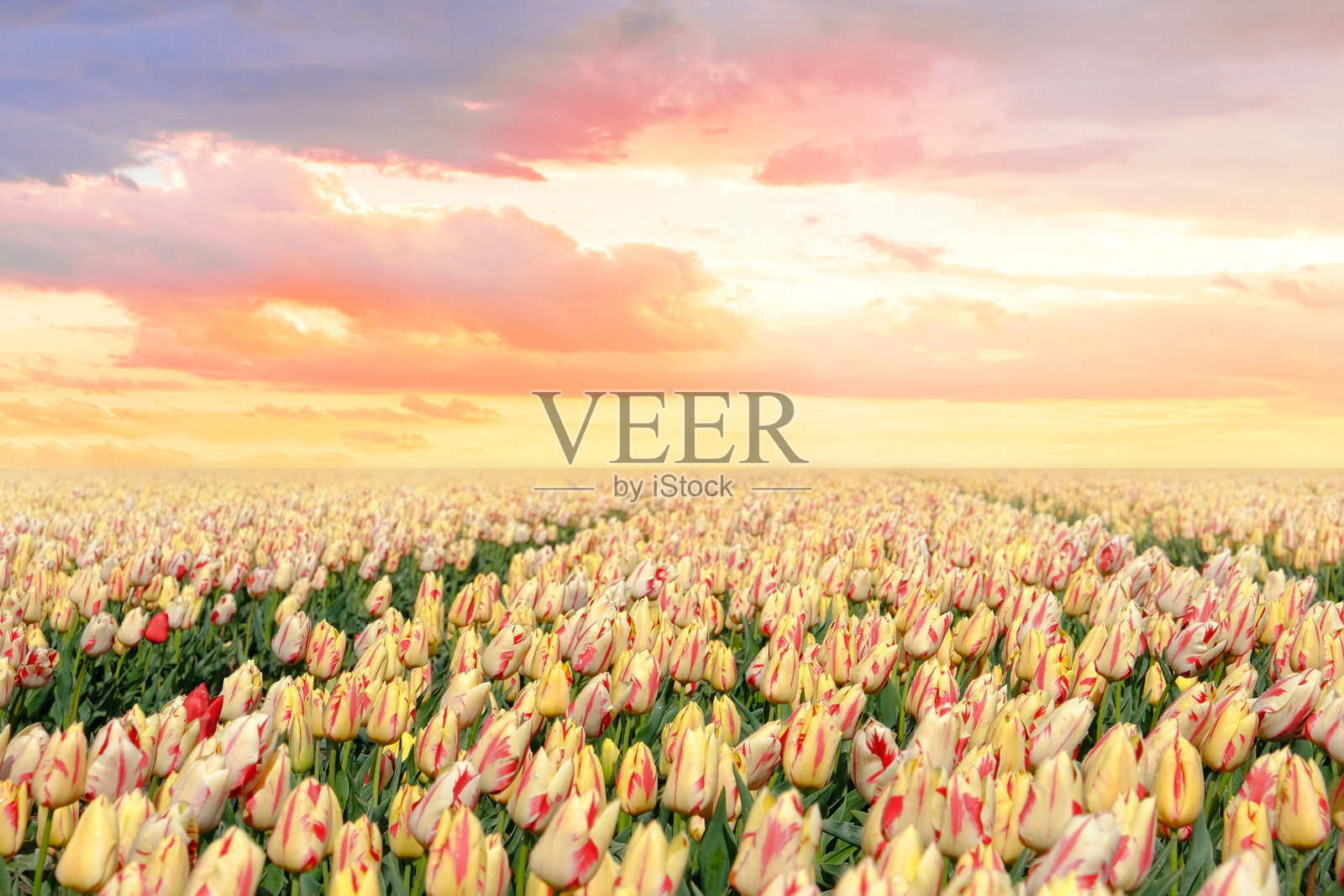 荷兰日落时分的春季花田，盛开着米色郁金香。花卉背景。照片摄影图片