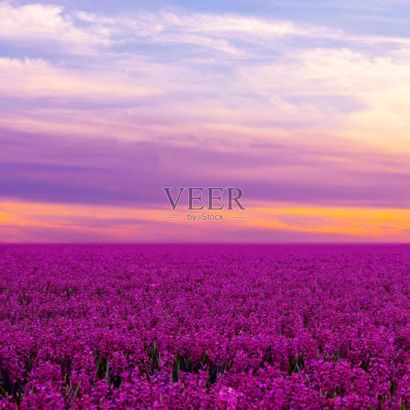 荷兰日落时分的春季花田，盛开的紫色风信子。横幅。花卉背景。照片摄影图片