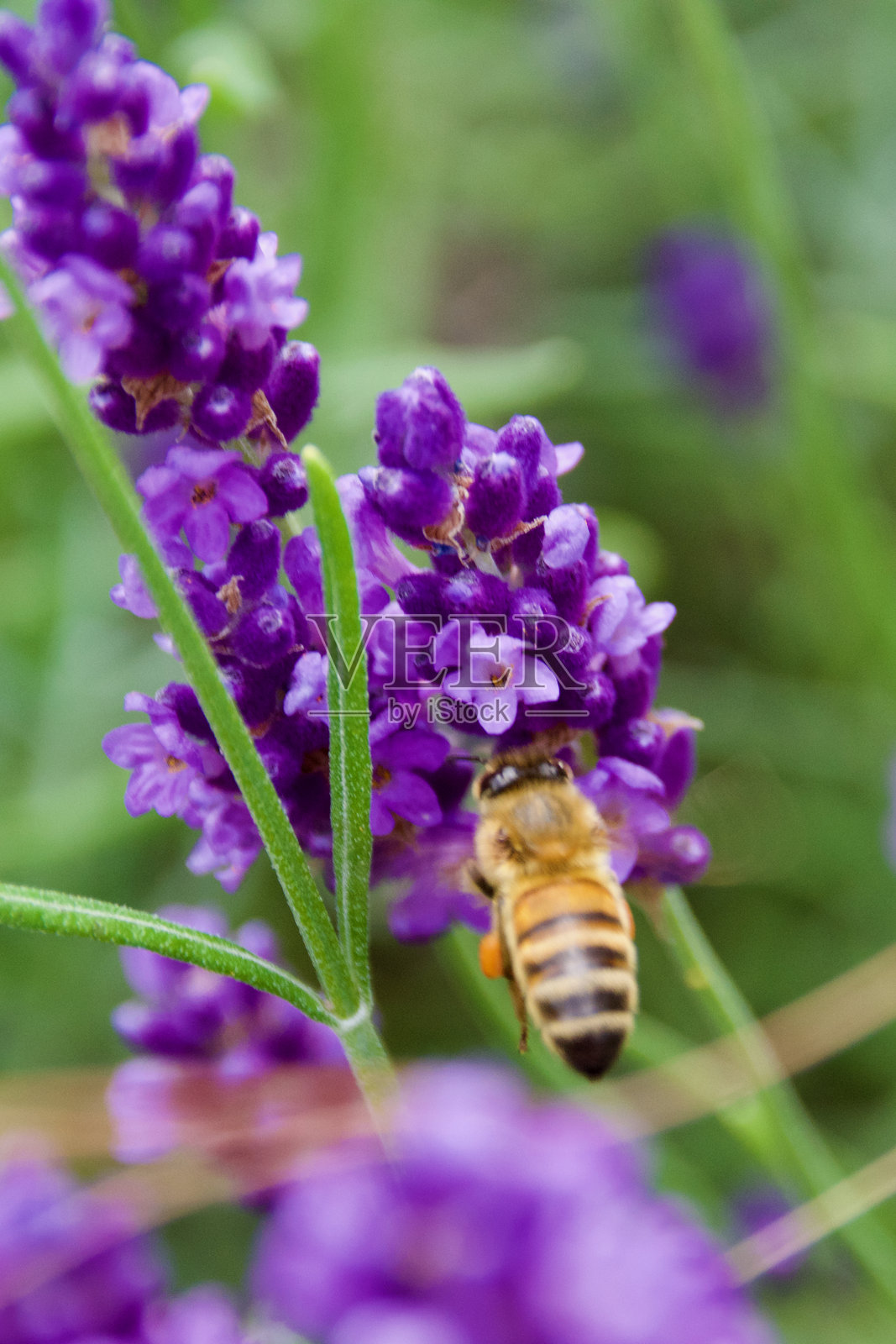 一只蜜蜂在鲜艳的紫色薰衣草附近盘旋照片摄影图片