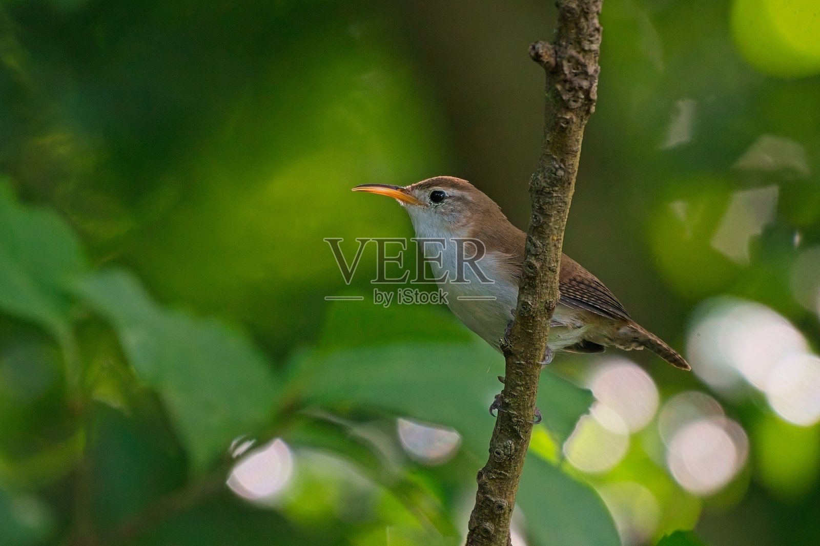 当地的鹪鹩照片摄影图片