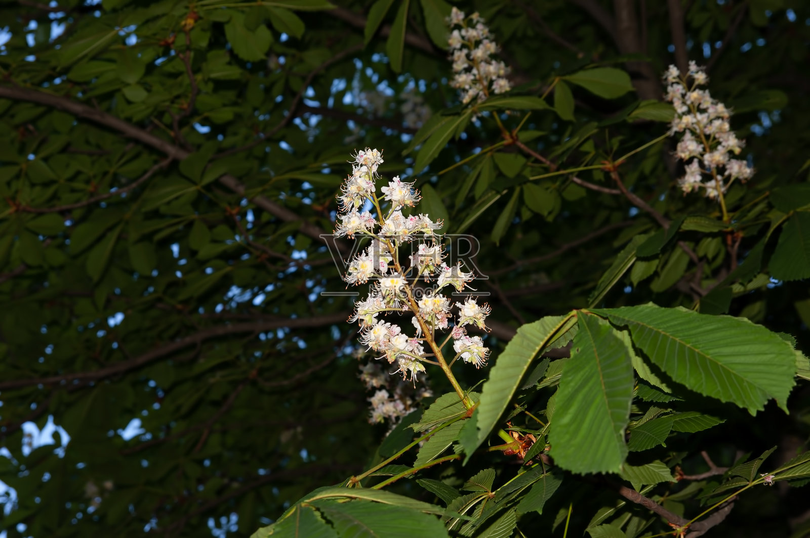 春天的背景：绿叶间的栗花照片摄影图片