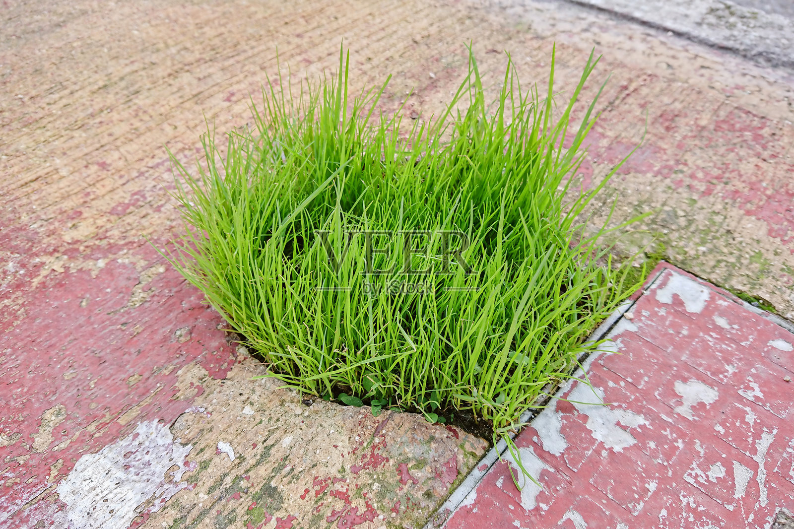 明亮的绿色草丛从破损的人行道上冒出，留有空白空间。草在路面之间生长。照片摄影图片
