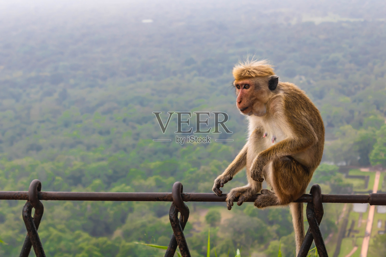 锡吉里亚岩石堡垒顶部的猕猴，坐在金属围栏上，背景为绿色雾气，斯里兰卡照片摄影图片