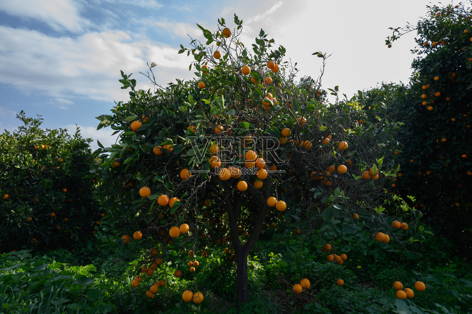 在蓝天下的果园里，鲜艳的橙树上挂满了成熟的水果，正值傍晚时分。照片摄影图片