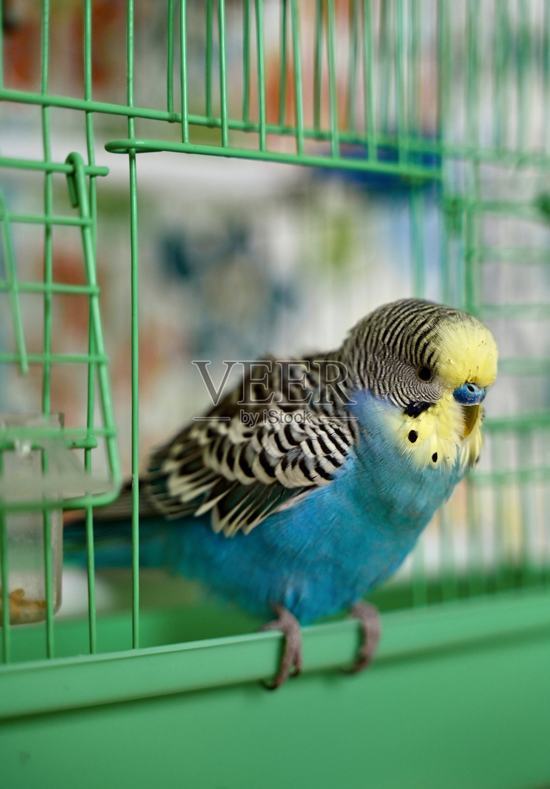 一只鹦鹉在鸟笼里栖息照片摄影图片