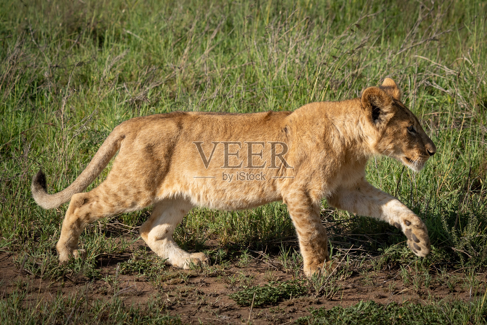 年轻的小狮子在草原上行走照片摄影图片