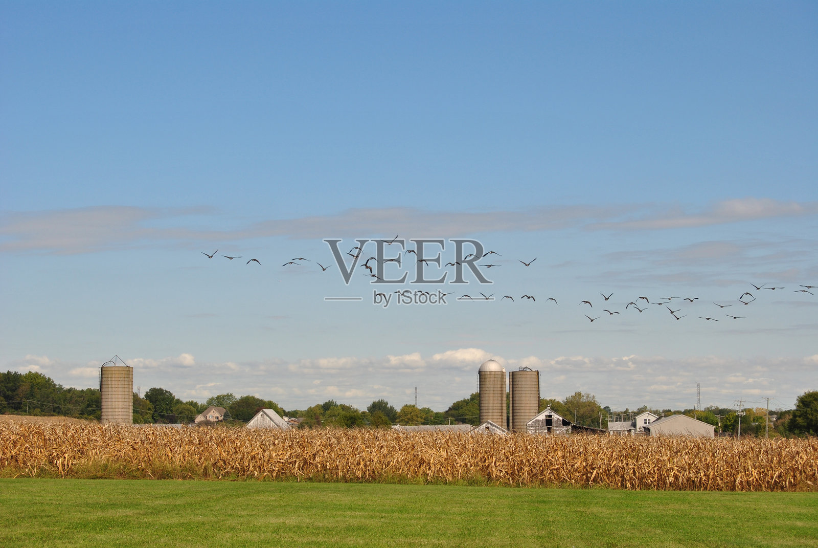 一大群鹅飞过伊利诺伊州霍默格伦的玉米农场，背景中有粮仓。照片摄影图片