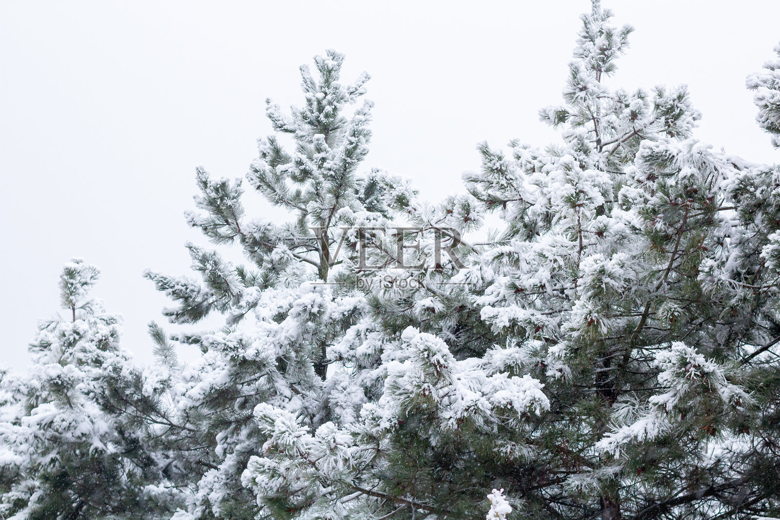 日落时分的雪覆盖树枝。雪白的森林。照片摄影图片