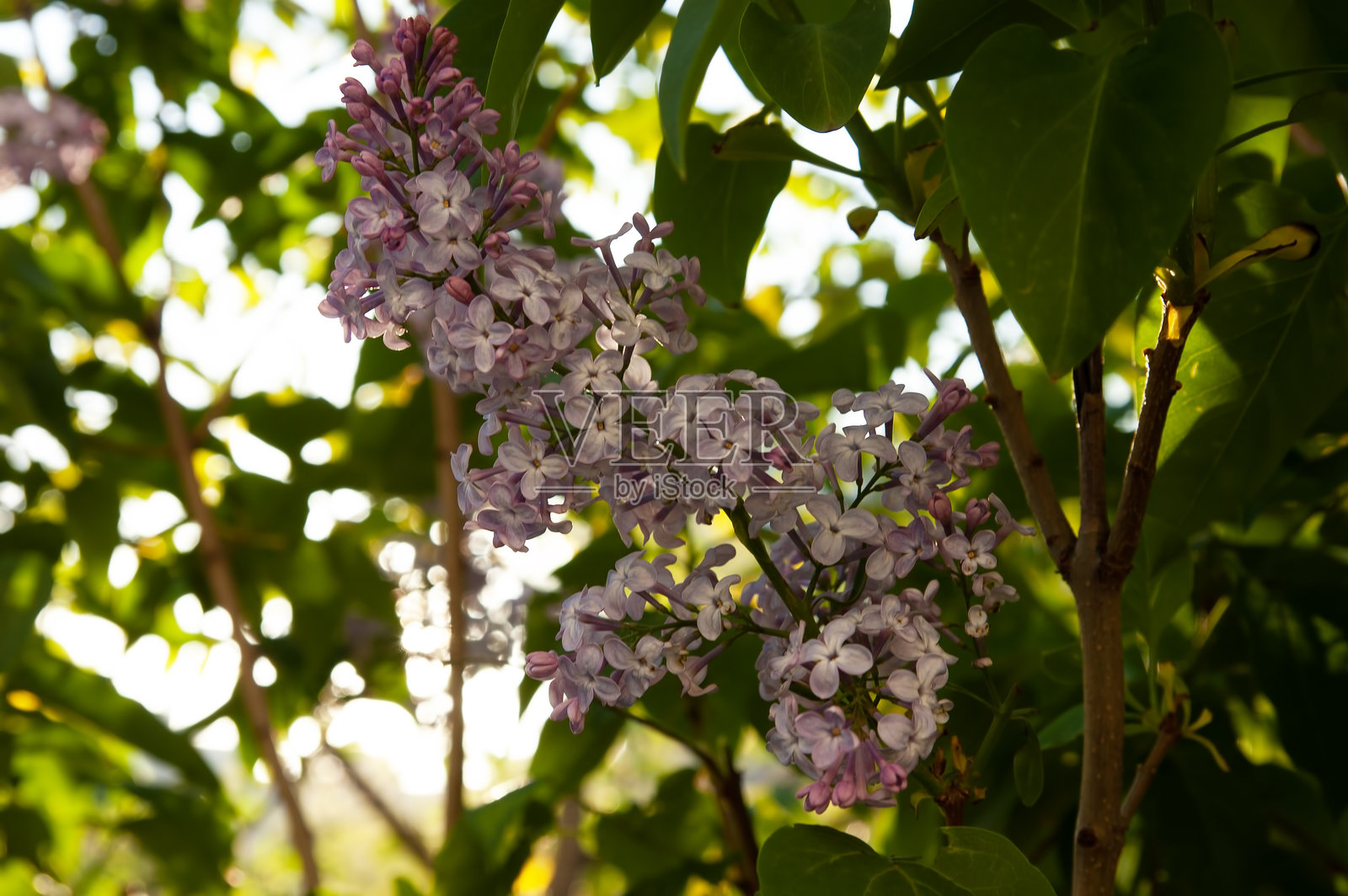 春天的背景：紫丁香花与绿叶相间照片摄影图片