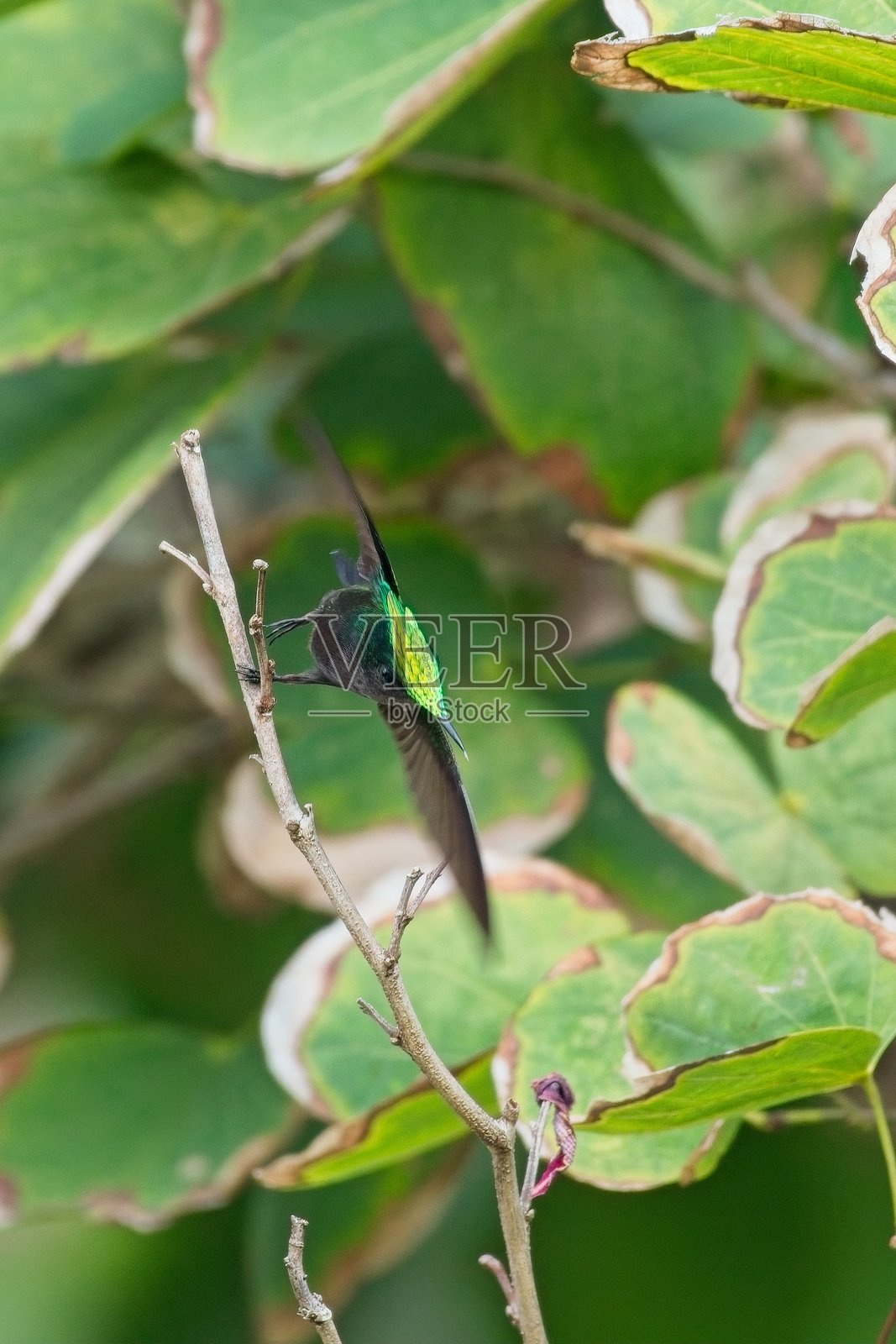 安提瓜冠蜂鸟 03照片摄影图片