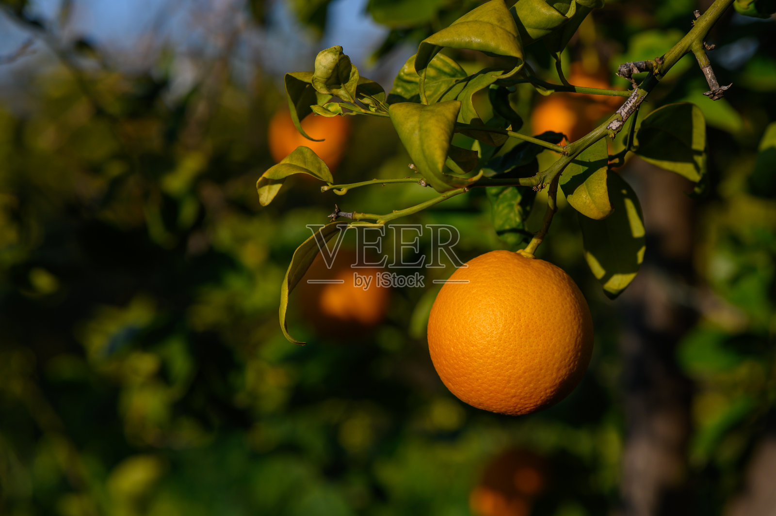 阳光照耀的果园中，鲜艳的橙色水果优雅地悬挂在郁郁葱葱的绿枝上。照片摄影图片