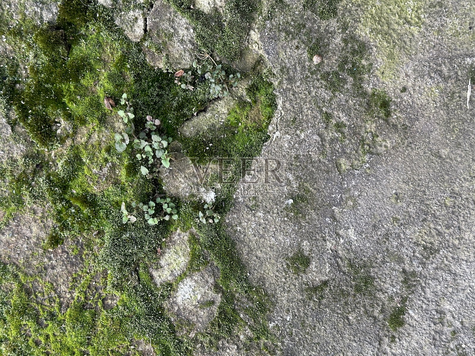 水泥表面的绿色苔藓照片摄影图片