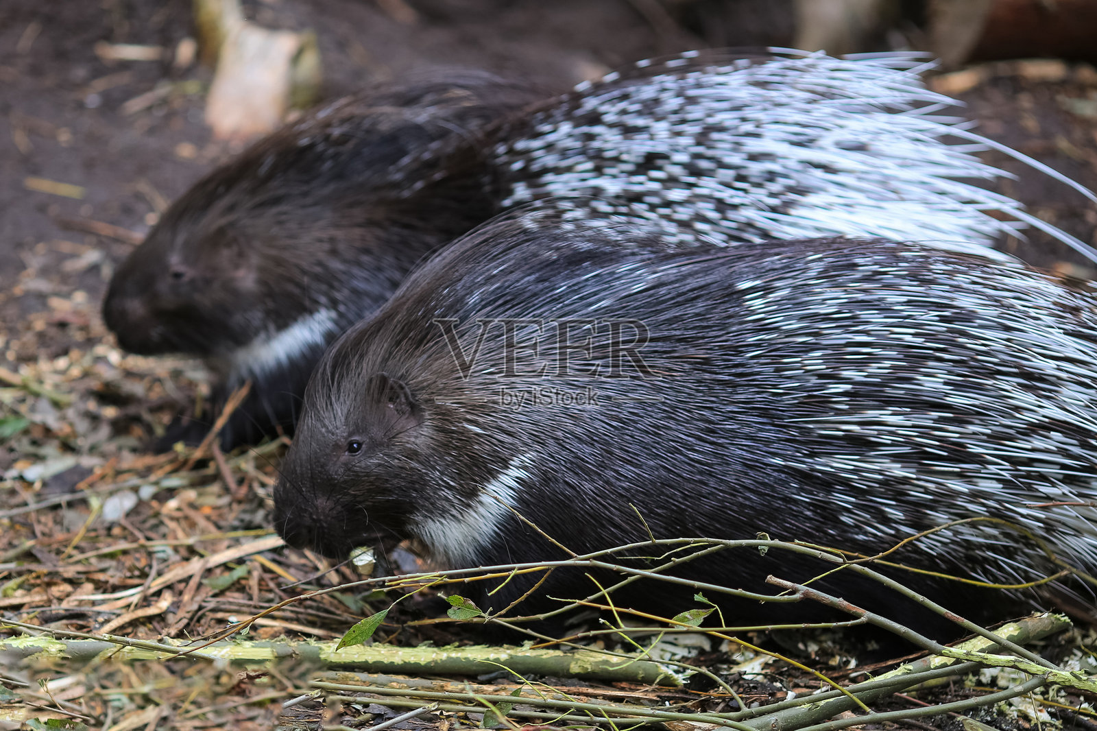 印度冠刺猬（Hystrix Indica）照片摄影图片