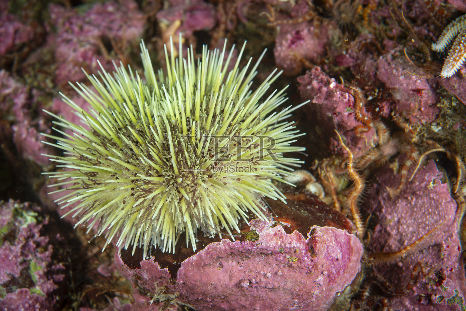 绿色海胆照片摄影图片