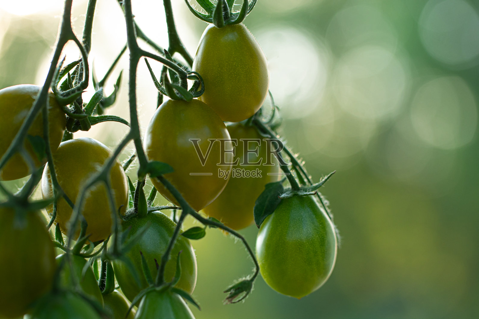 一枝带有绿色和黄色果实的番茄照片摄影图片