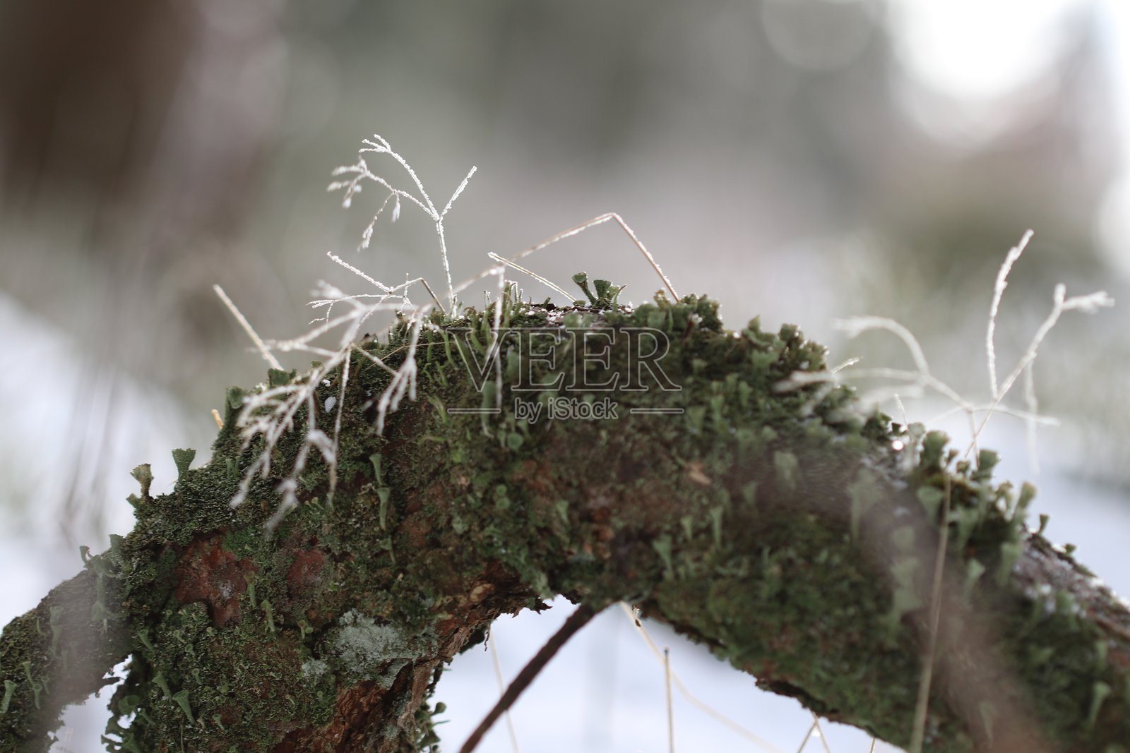 树枝上的苔藓和枯草照片摄影图片